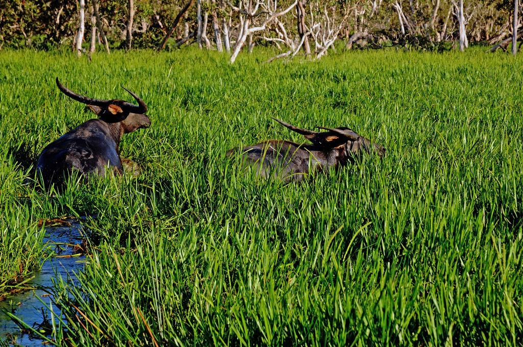 Bamurru Plains Point Stuart Zewnętrze zdjęcie